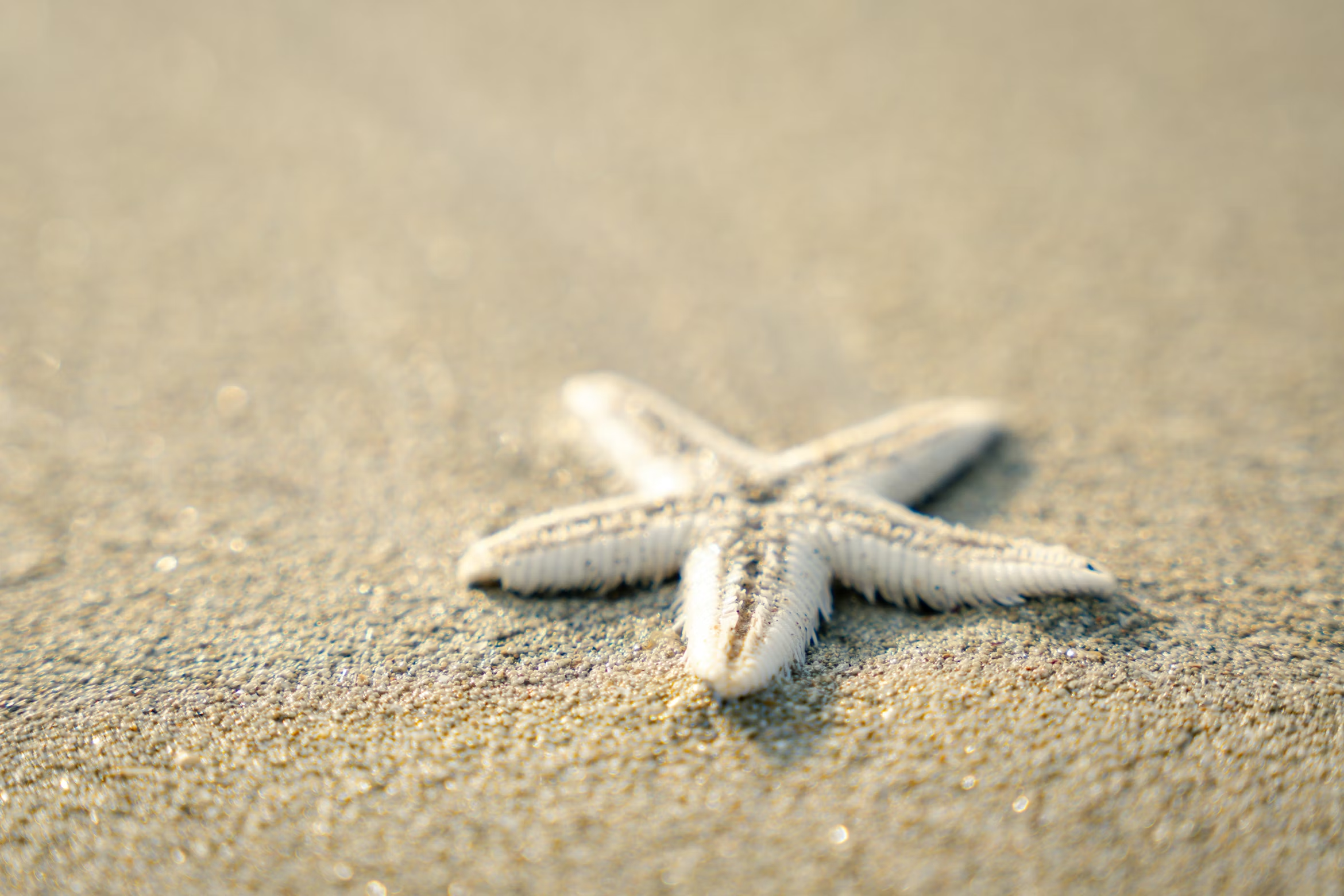 starfish
